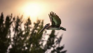 Preview wallpaper bird, sunset, flying, sky, trees