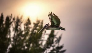 Preview wallpaper bird, sunset, flying, sky, trees