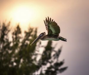 Preview wallpaper bird, sunset, flying, sky, trees