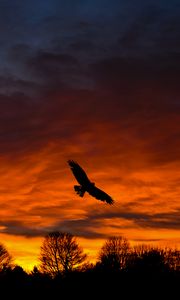 Preview wallpaper bird, sunset, silhouette, trees