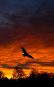 Preview wallpaper bird, sunset, silhouette, trees