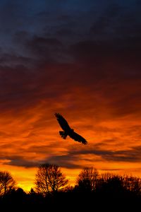 Preview wallpaper bird, sunset, silhouette, trees