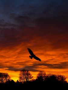 Preview wallpaper bird, sunset, silhouette, trees