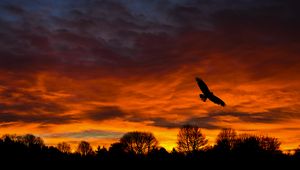 Preview wallpaper bird, sunset, silhouette, trees