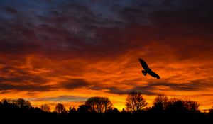 Preview wallpaper bird, sunset, silhouette, trees