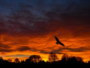 Preview wallpaper bird, sunset, silhouette, trees