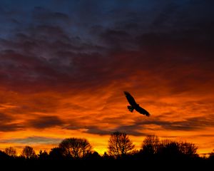 Preview wallpaper bird, sunset, silhouette, trees