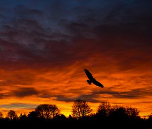 Preview wallpaper bird, sunset, silhouette, trees