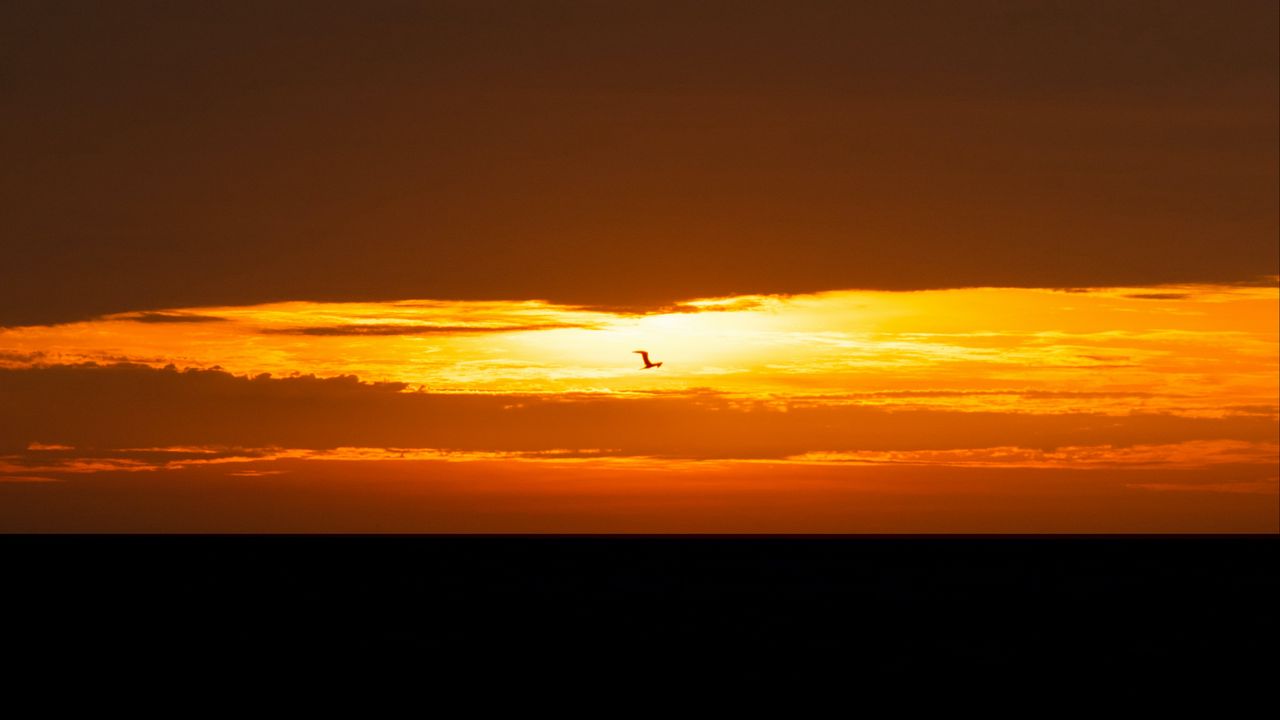 Wallpaper bird, sunset, sun, horizon