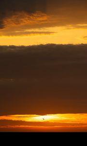 Preview wallpaper bird, sunset, sun, horizon