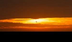 Preview wallpaper bird, sunset, sun, horizon