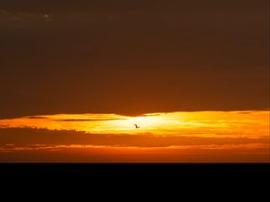 Preview wallpaper bird, sunset, sun, horizon