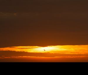 Preview wallpaper bird, sunset, sun, horizon