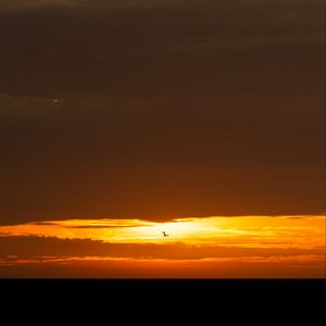 Preview wallpaper bird, sunset, sun, horizon