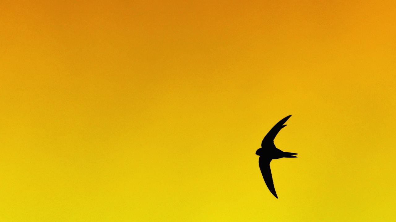 Wallpaper bird, swallow, gradient, yellow, orange