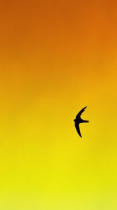 Preview wallpaper bird, swallow, gradient, yellow, orange