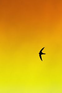 Preview wallpaper bird, swallow, gradient, yellow, orange