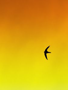 Preview wallpaper bird, swallow, gradient, yellow, orange