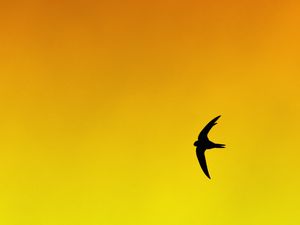 Preview wallpaper bird, swallow, gradient, yellow, orange