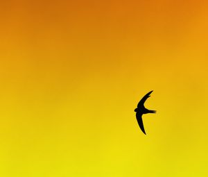 Preview wallpaper bird, swallow, gradient, yellow, orange