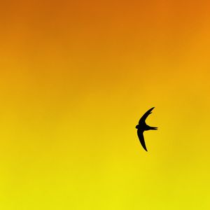 Preview wallpaper bird, swallow, gradient, yellow, orange