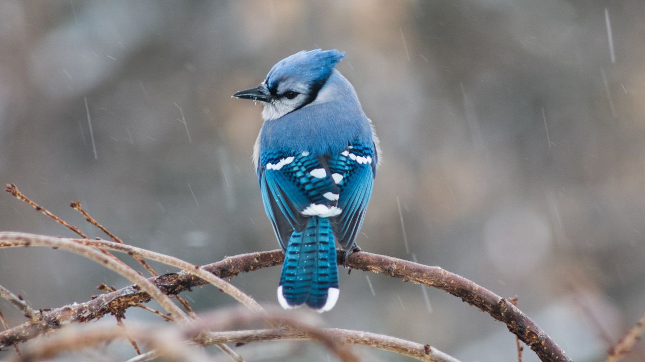 Wallpaper bird, tail, feathers, branch, blue