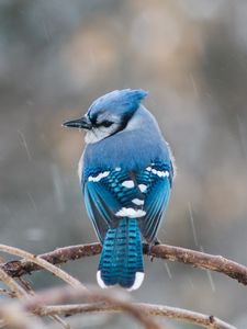 Preview wallpaper bird, tail, feathers, branch, blue