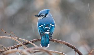 Preview wallpaper bird, tail, feathers, branch, blue