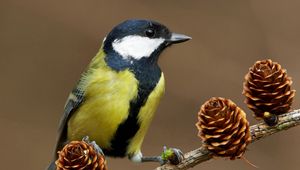 Preview wallpaper bird, titmouse, cones, tree, branch