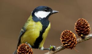 Preview wallpaper bird, titmouse, cones, tree, branch