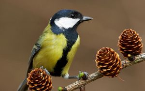 Preview wallpaper bird, titmouse, cones, tree, branch