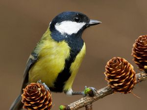 Preview wallpaper bird, titmouse, cones, tree, branch