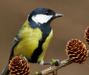 Preview wallpaper bird, titmouse, cones, tree, branch