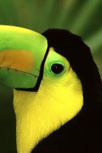 Preview wallpaper bird, toucan, beak, color, exotic