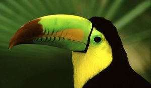 Preview wallpaper bird, toucan, beak, color, exotic