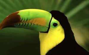 Preview wallpaper bird, toucan, beak, color, exotic