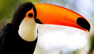 Preview wallpaper bird, toucan, beak, sitting