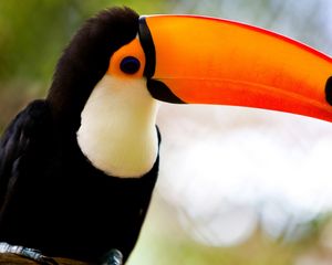 Preview wallpaper bird, toucan, beak, sitting