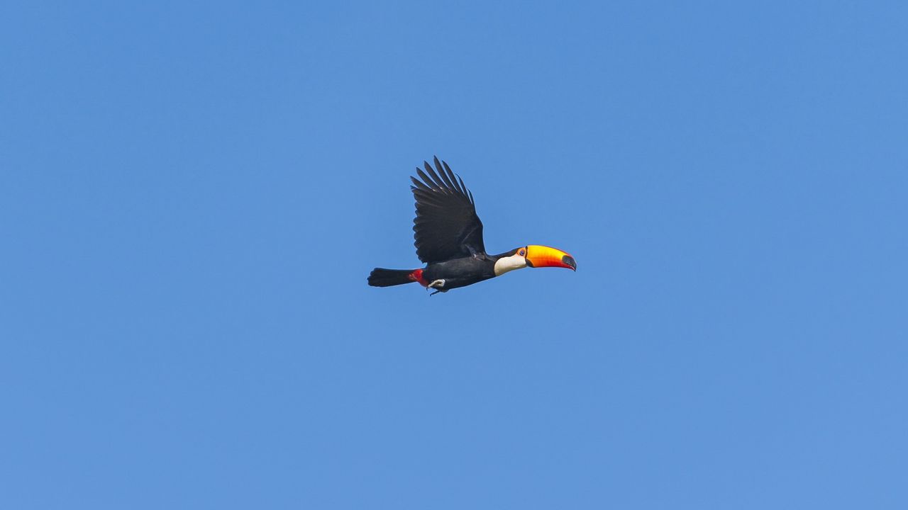 Wallpaper bird, toucan, flying, sky