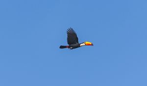 Preview wallpaper bird, toucan, flying, sky