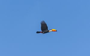 Preview wallpaper bird, toucan, flying, sky