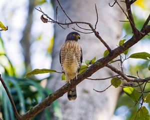 Preview wallpaper bird, tree, background