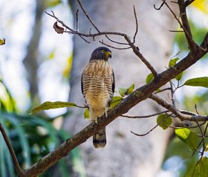 Preview wallpaper bird, tree, background