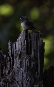 Preview wallpaper bird, tree, bark, wildlife