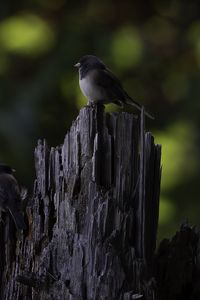 Preview wallpaper bird, tree, bark, wildlife