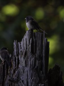Preview wallpaper bird, tree, bark, wildlife