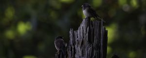 Preview wallpaper bird, tree, bark, wildlife