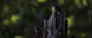 Preview wallpaper bird, tree, bark, wildlife