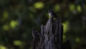 Preview wallpaper bird, tree, bark, wildlife