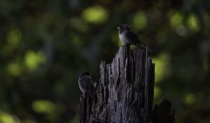 Preview wallpaper bird, tree, bark, wildlife